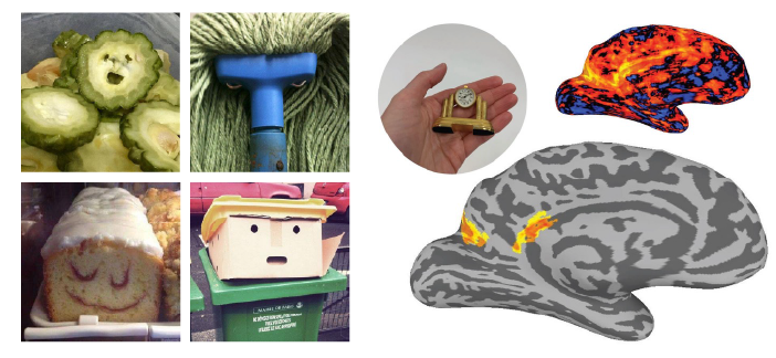 pictures of face pareidolia, a hand holding an object, and fMRI data displayed on a human brain
